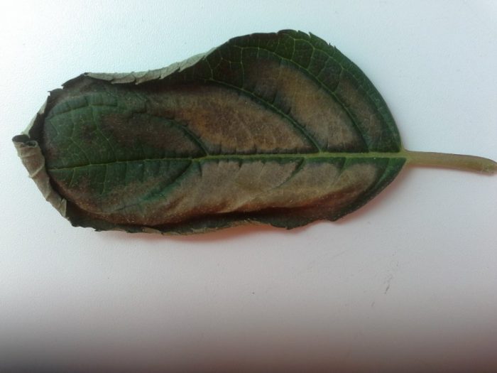 У гортензії чорніє і сохне листя — що робити?