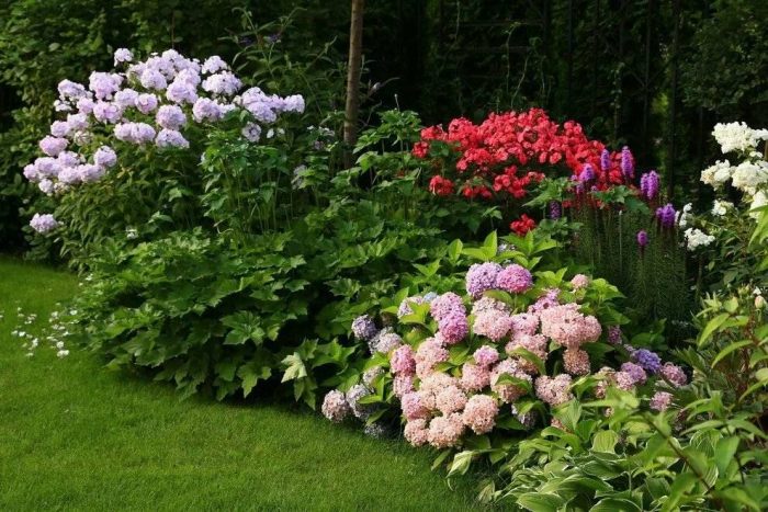 Композиции с гортензиями в саду с хвойными, розами и другими цветами и растениями