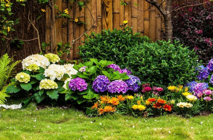 Композиции с гортензиями в саду с хвойными, розами и другими цветами и растениями