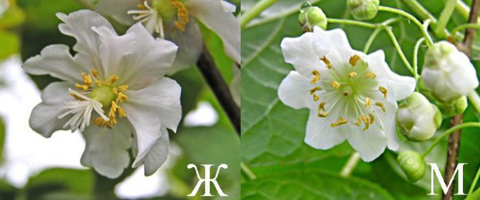 Как отличить мужское и женское растение актинидии?