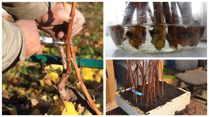 Когда сажать девичий виноград на даче в открытый грунт — весной или осенью?