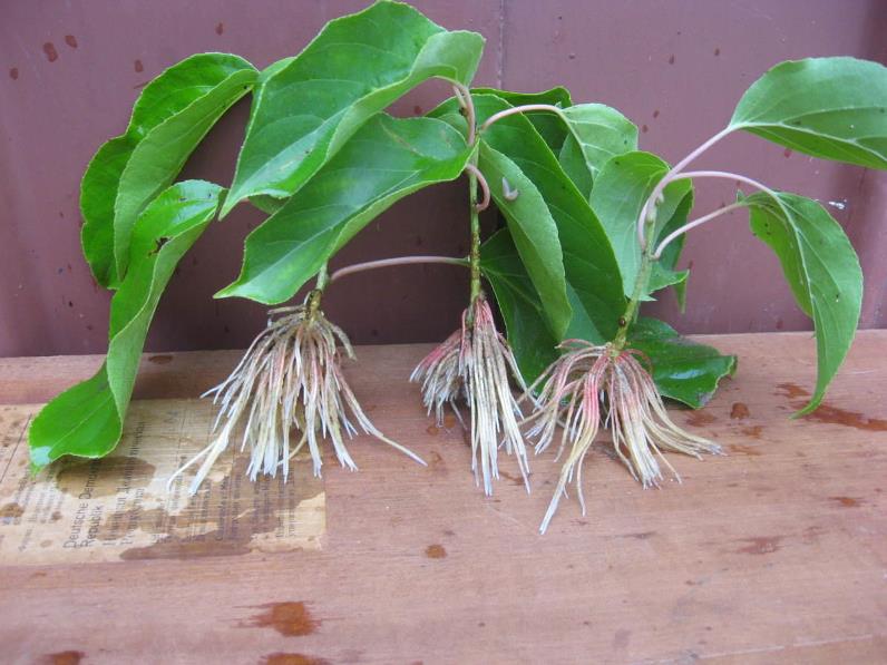 Размножение актинидии – растение черенками после укоренения