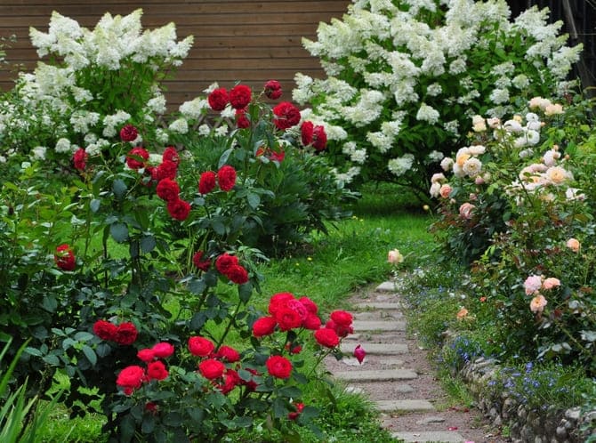 Фото розы и гортензии