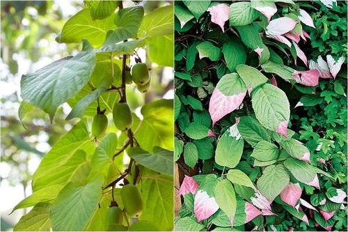 Как отличить мужское и женское растение актинидии?