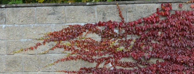 Виноград дівочий – ефектна та невибаглива прикраса саду
