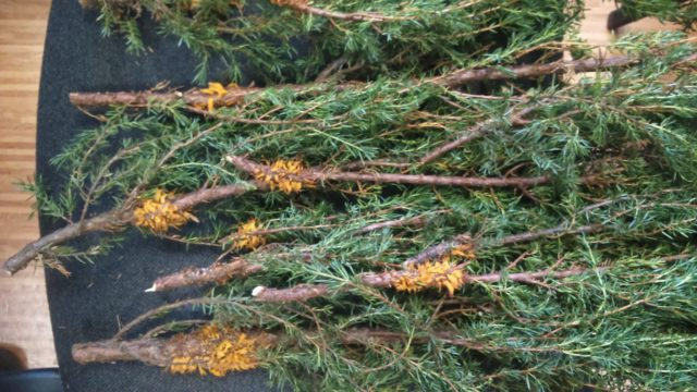 Juniperus virginis Hetz: фото та опис