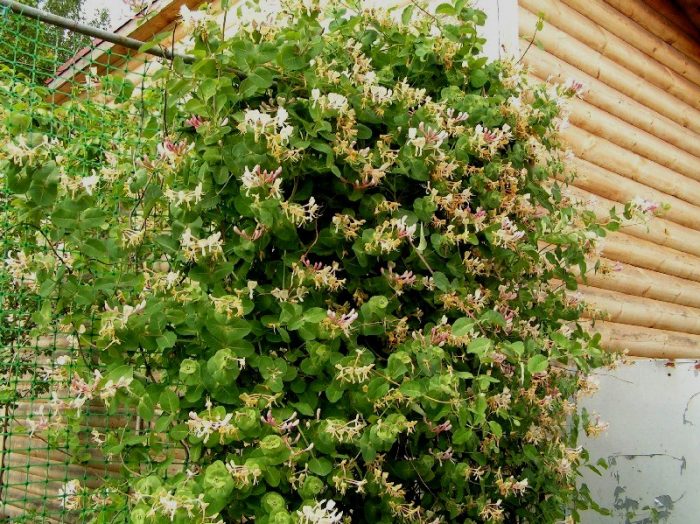 Жимолость вьющаяся – нарядное украшение для входа в дом, для создания зеленой крыши над зоной отдыха