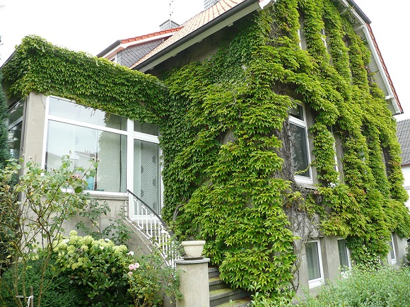 Прикрасьте стіни будинку зеленим покриттям