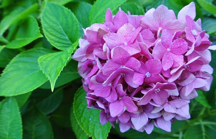 Правильне підживлення гортензії навесні для пишного цвітіння