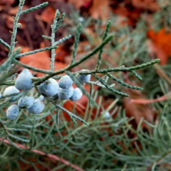 Ялівець Хетц – красива вічнозелена рослина