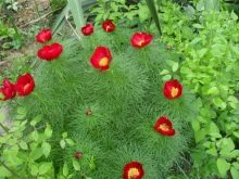 Квіти воронці з Червоної книги