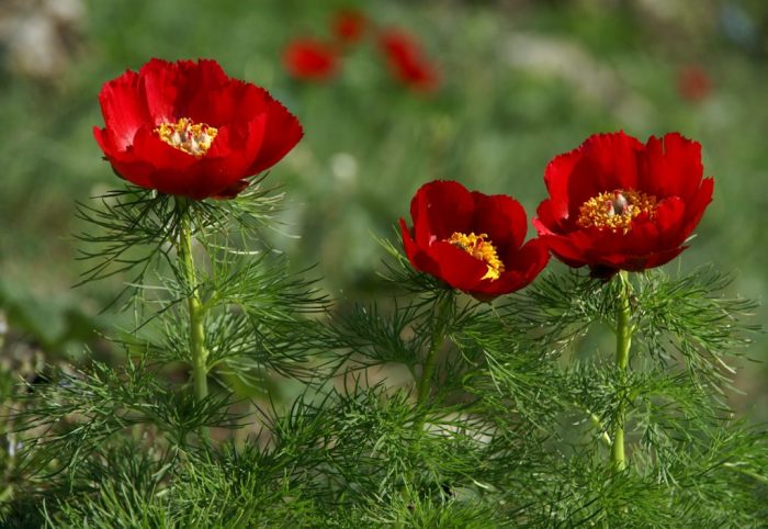 Квіти воронці з Червоної книги