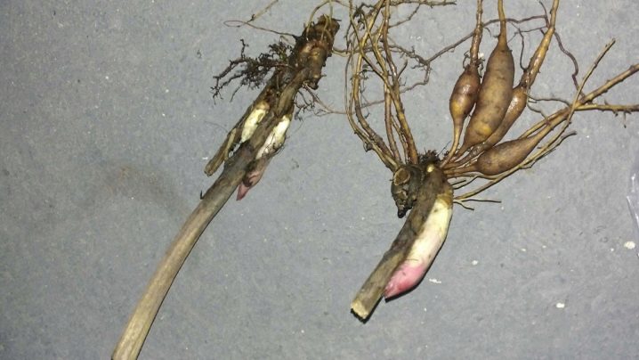 Как и когда сажать пионы в открытый грунт весной?