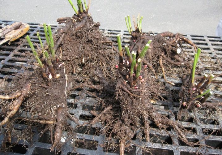 Как и когда сажать пионы в открытый грунт весной?