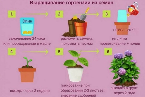 Схема посіву насіння та вирощування розсади