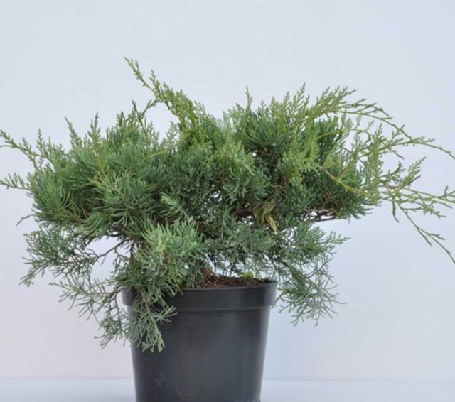 Juniperus Virginia Hetz: фото та опис