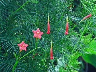 Квамокліт – вирощуємо незвичайну кучеряву рослину роду Іпомея.