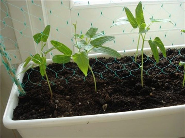 Квамокліт – вирощуємо незвичайну кучеряву рослину роду Іпомея.