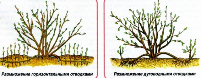 Посадка та догляд у відкритому ґрунті за форзицією на прикладі клімату Київщини