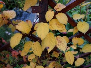Осенний цвет Коломикта
