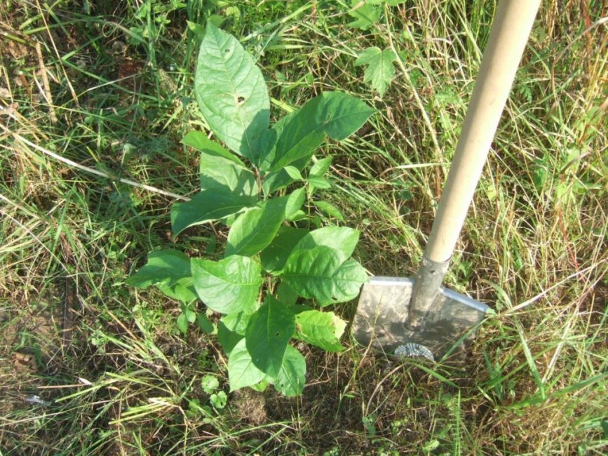 Розмноження Magnolia officinalis шляхом пересадки