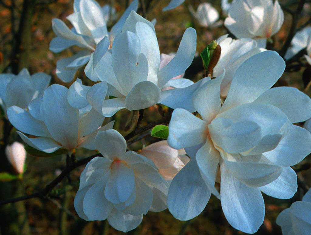 Magnolia leebneri' (Магнолія Лібнера)