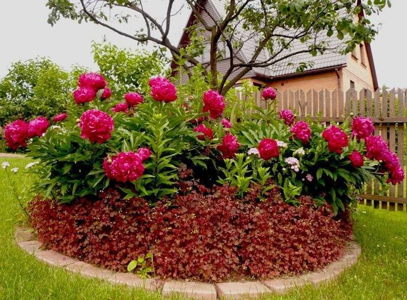 Клумбы с пионами в сочетании с другими цветами: посадочные решения для выращивания с розами