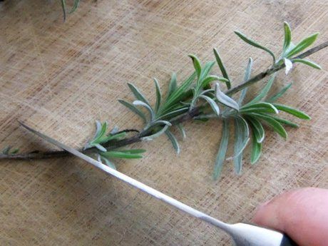 Як виростити лаванду в домашніх умовах з живців та насіння