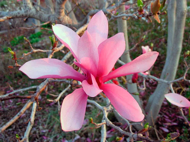 Magnolia liliflora (Магнолія ліліфлора)
