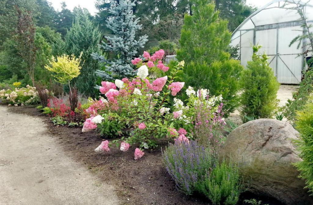 Гортензии в ландшафтном дизайне в саду дачного участка: композиции клумбы и схемы цветника с фото вдоль забора