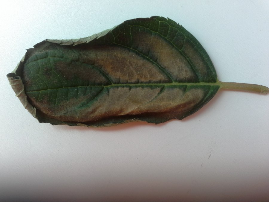 У гортензии листья по краям коричневые фото почему