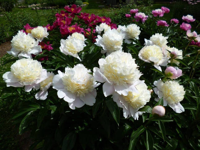 Пион Примавера: великолепное цветение без проблем