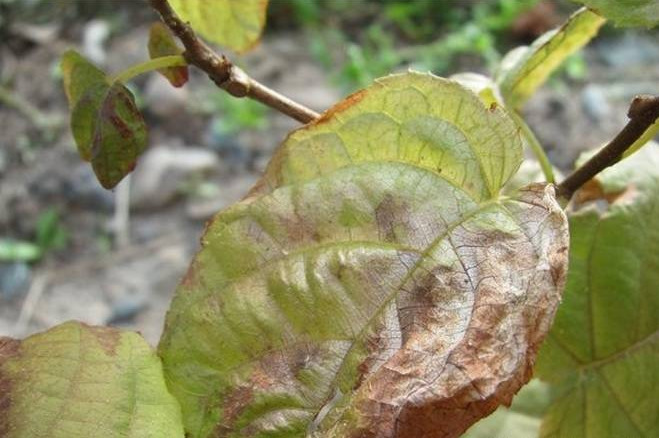 Особенности выращивания северного киви — актинидии Лакомка