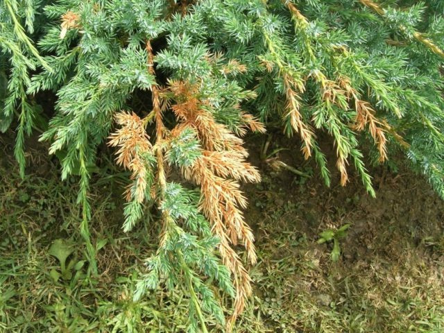 Juniperus virginis Hetz: фото и описание
