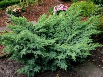 Можжевельник Хетц – красивое вечнозеленое растение