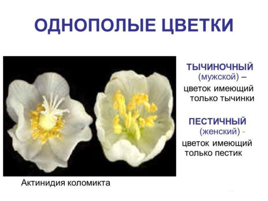 Отличие цветков актинидии коломикта