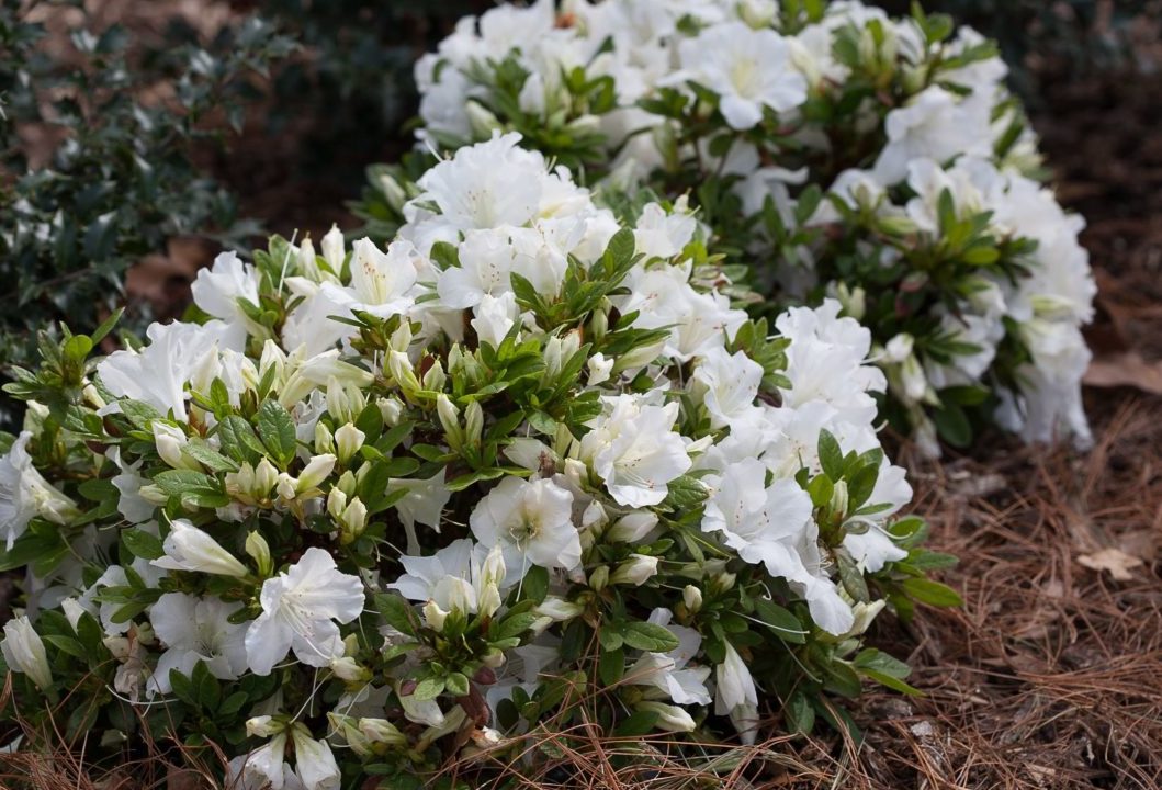 rododendron-yaponskij2-e1566543730549.jpg