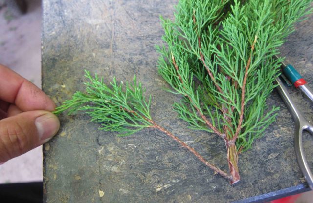 Juniperus Virginia Hetz: фото и описание