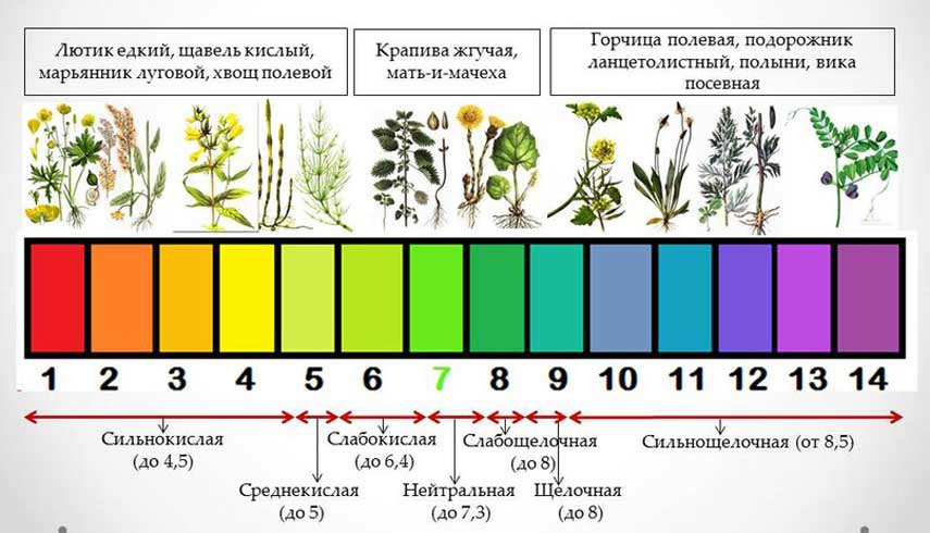 Индикаторы кислотности для растений