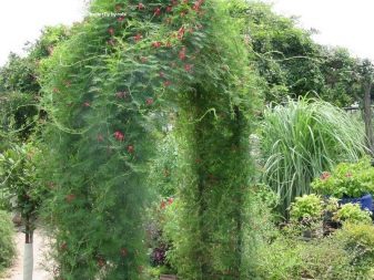 Квамоклит – выращиваем необычное вьющееся растение рода Ипомея