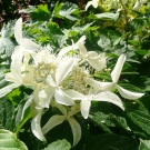 Гортензия «Грейт Стар» — куст редкой красоты с крупными белыми цветками