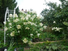 Гортензия «Грейт Стар» — куст редкой красоты с крупными белыми цветками