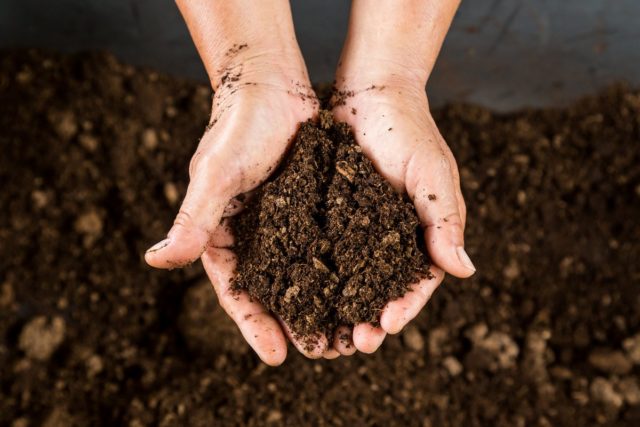Чем и как подкислять почву для гортензии