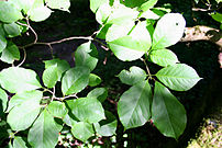 Magnolia kobus 'Borealis' JPG1b.JPG
