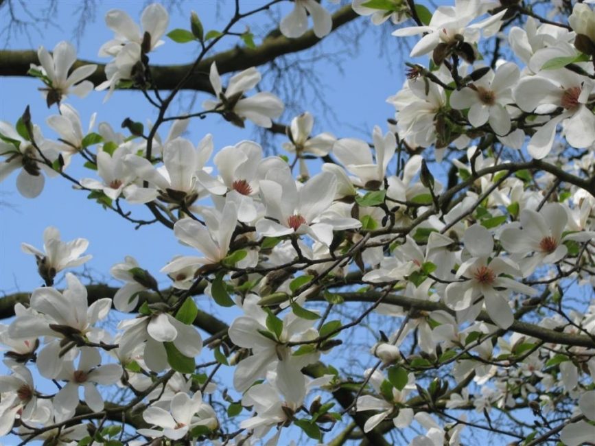 Цветы Magnolia leebneri