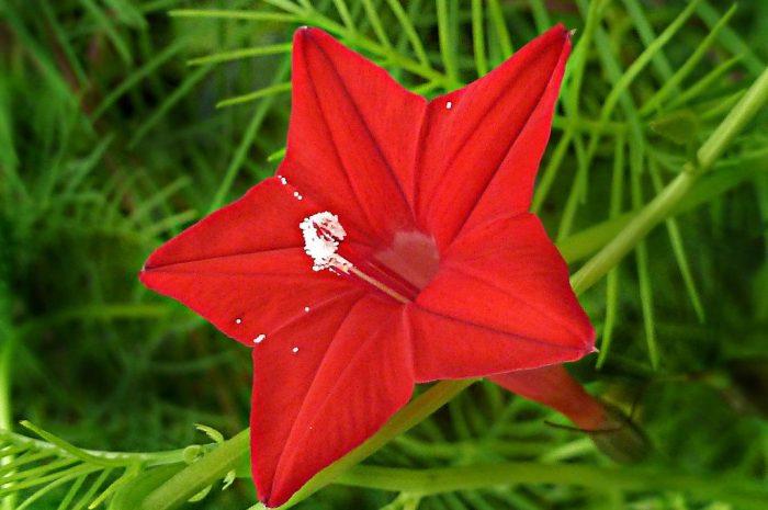 Квамоклит – выращиваем необычное вьющееся растение рода Ипомея