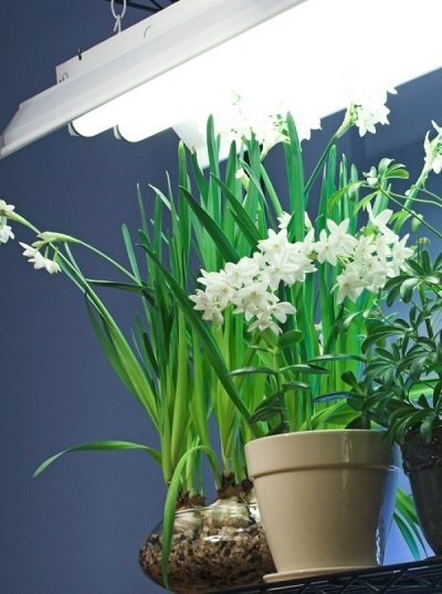 Как освещать комнатные растения зимой: практические советы